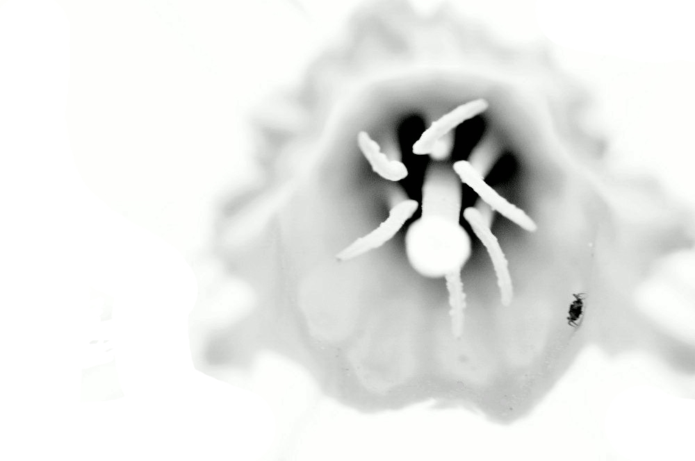 Mundus Mirandus Araneae Parvae