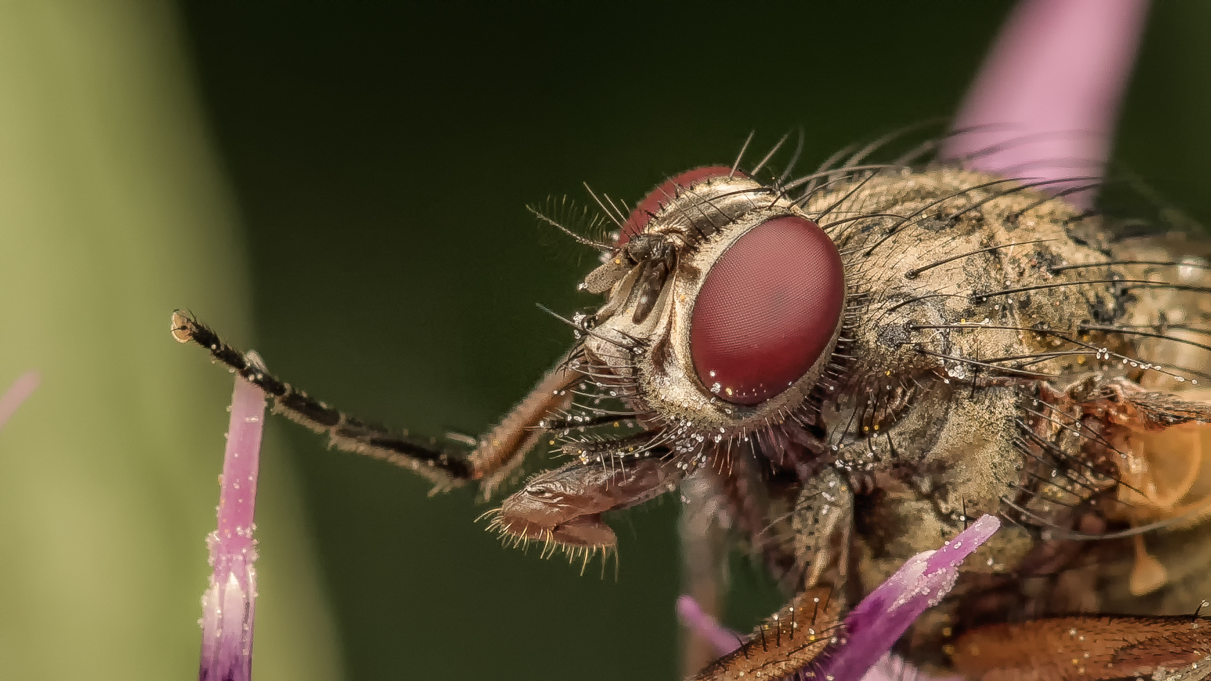 Mundwerkzeuge einer Fliege