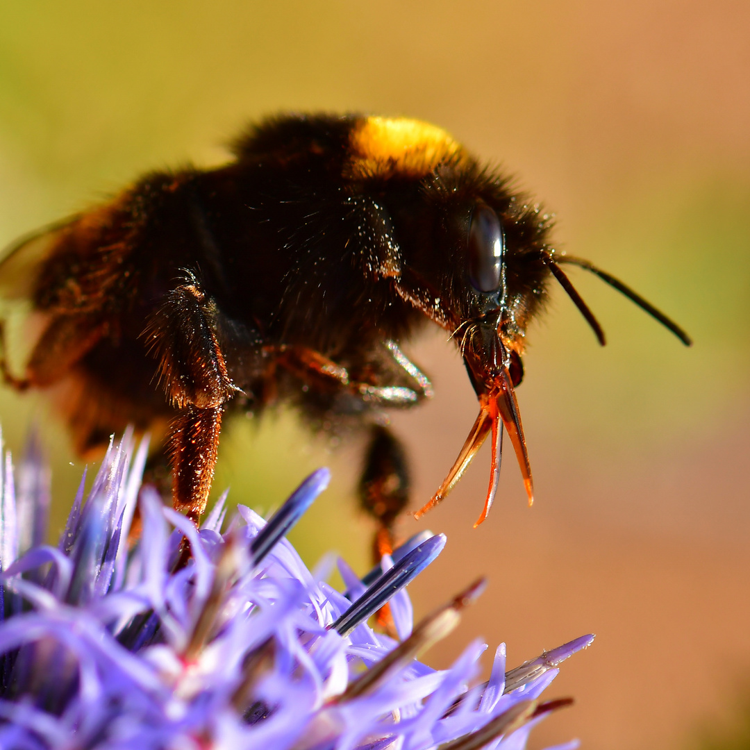 Mundwerkzeuge einer Hummel