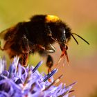 Mundwerkzeuge einer Hummel