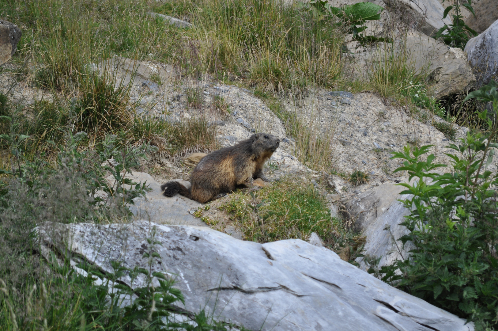 Mungg Vazer Alp