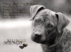 Mungo