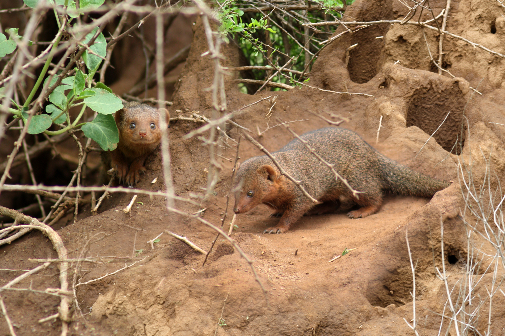 Mungos (Mangusten) in Kenia