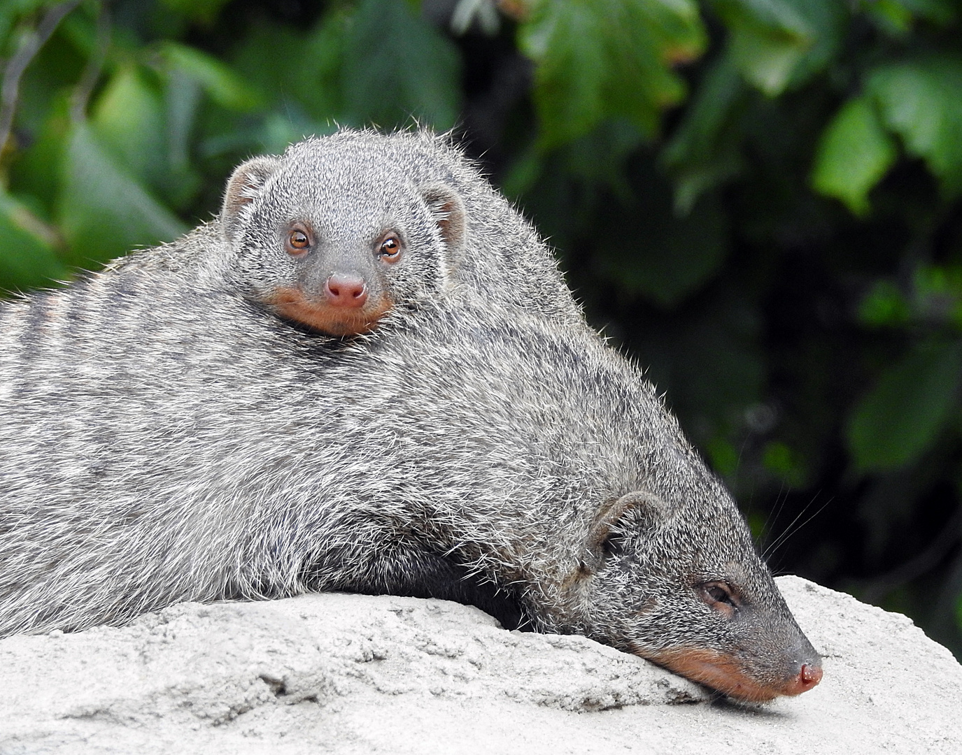 Mungos mungo Foto & Bild zoo, tiere, duisburg Bilder auf
