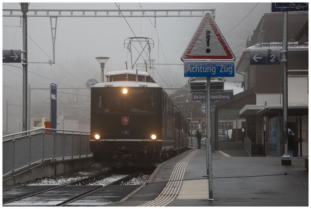 Muni auf dem Brünigpass