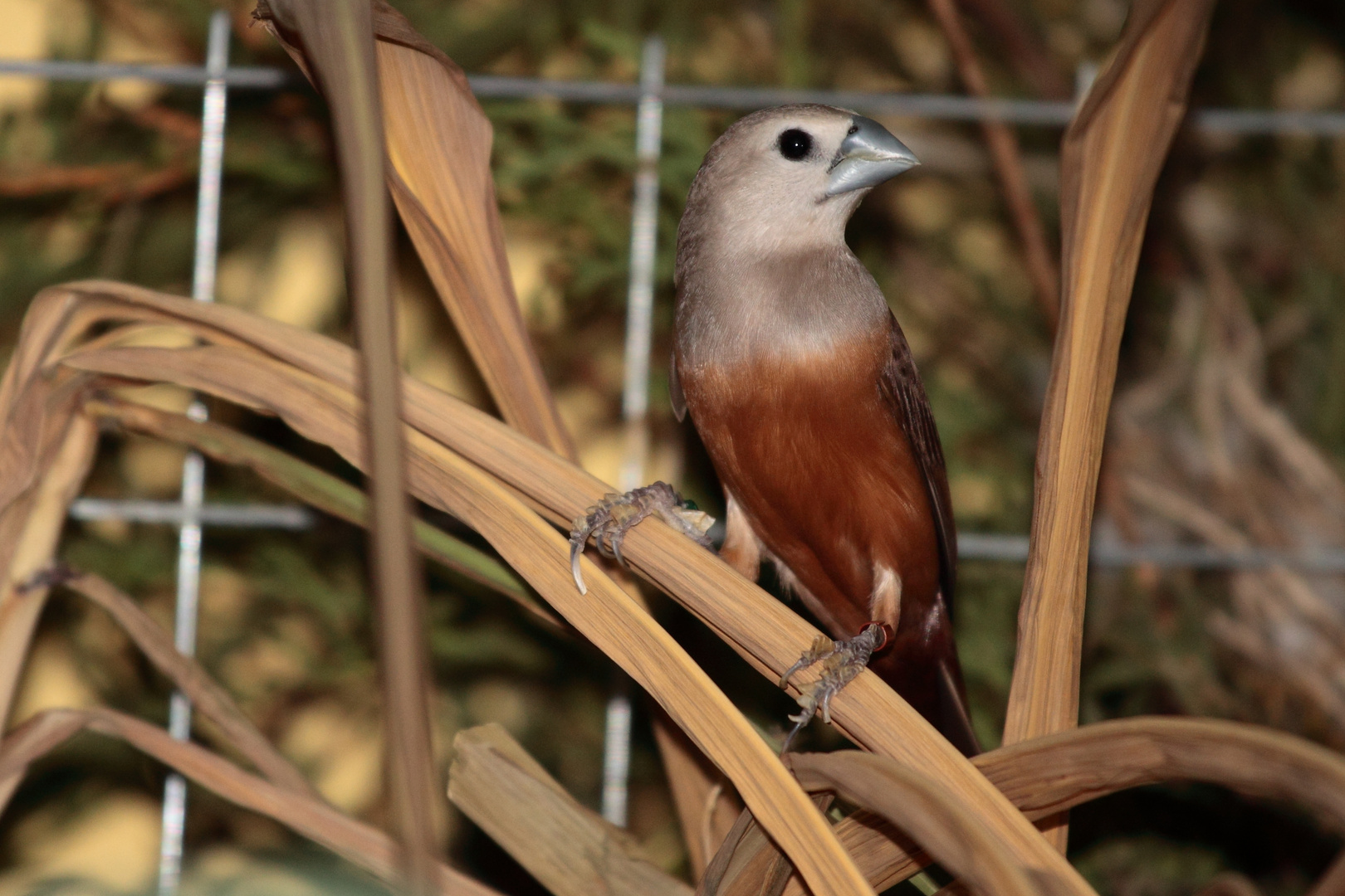 Munia pallida