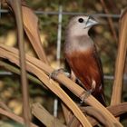 Munia pallida