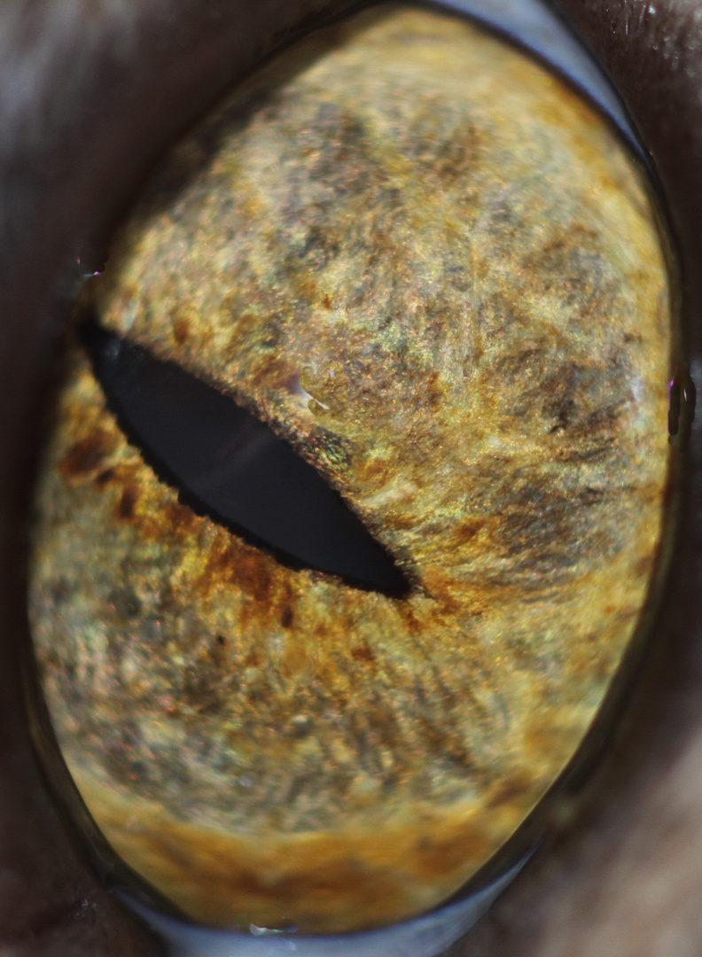 Munjecas linkes Auge