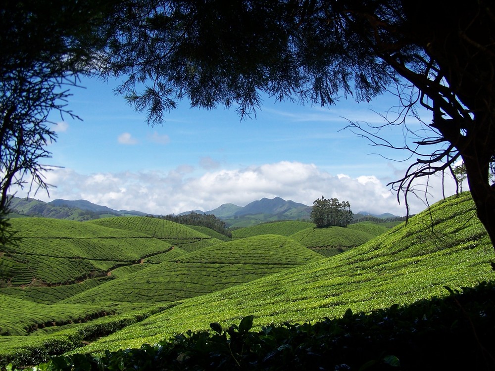 Munnar, Kerala