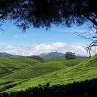 Munnar, Kerala