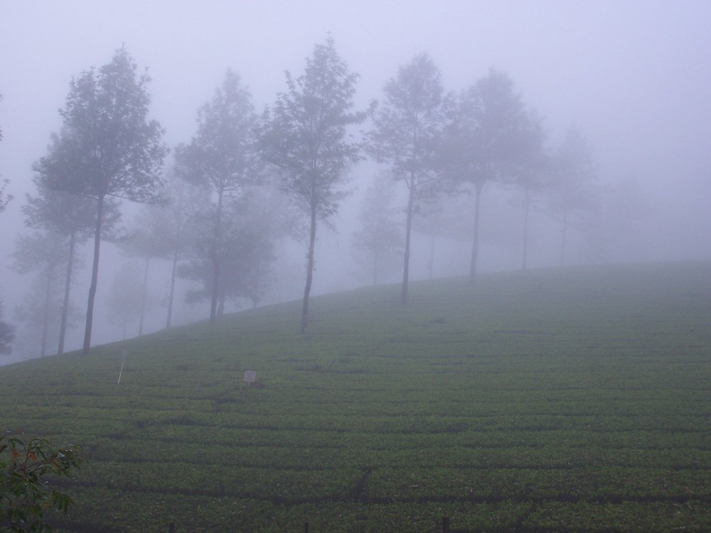 Munnar, Kerala