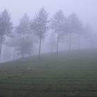 Munnar, Kerala