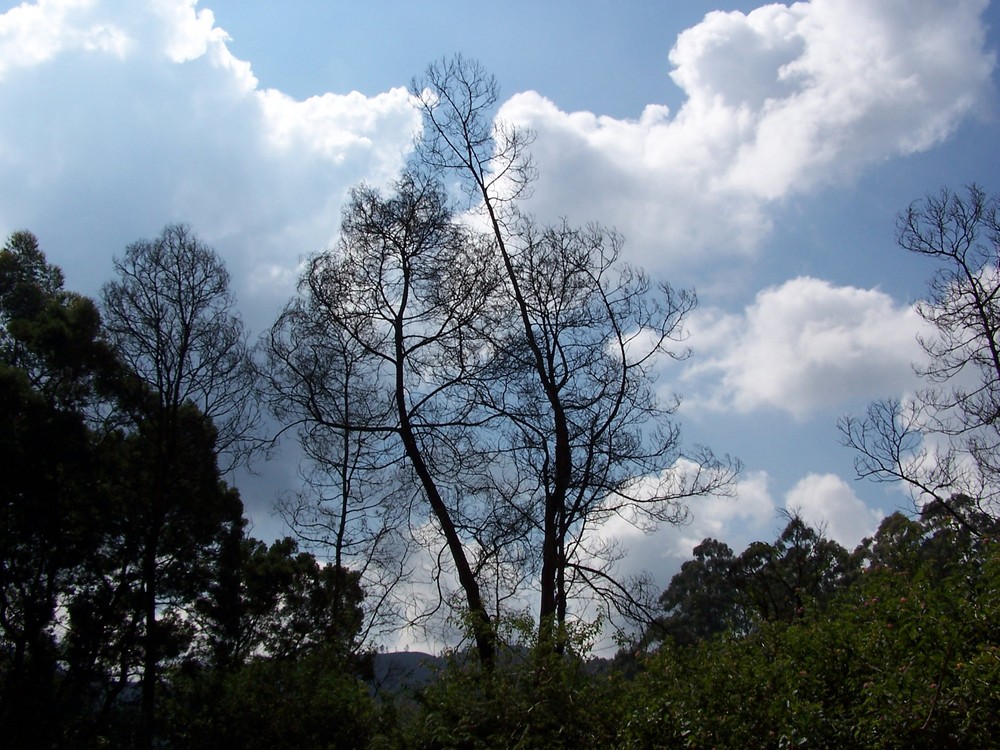 Munnar, Kerala