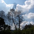 Munnar, Kerala