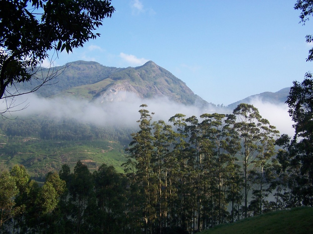 Munnar, Kerala