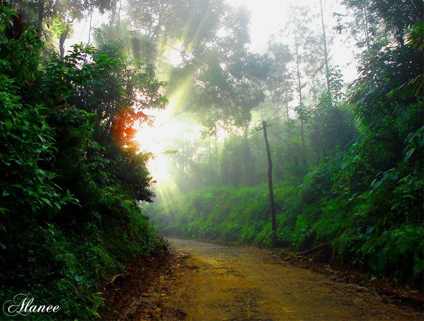 Munnar - kerala