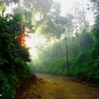 Munnar - kerala