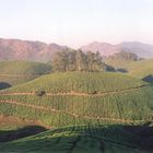 Munnar tea gardens