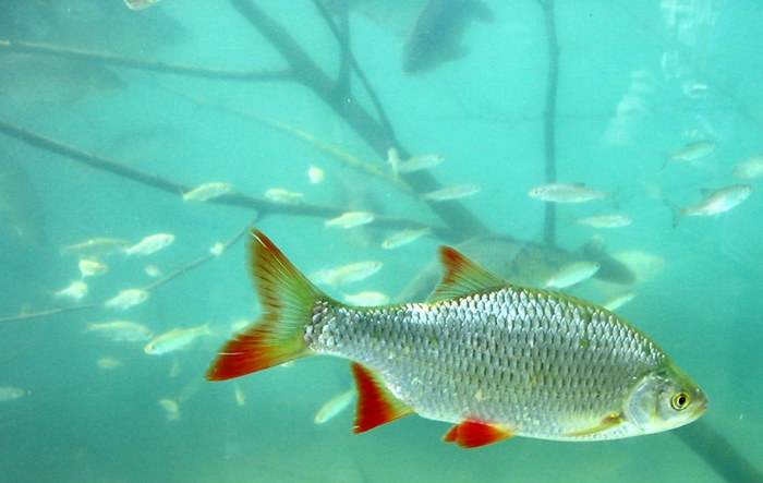 Munter wie ein Fisch im Wasser