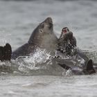 muntere Seehunde an Land sieht man selten