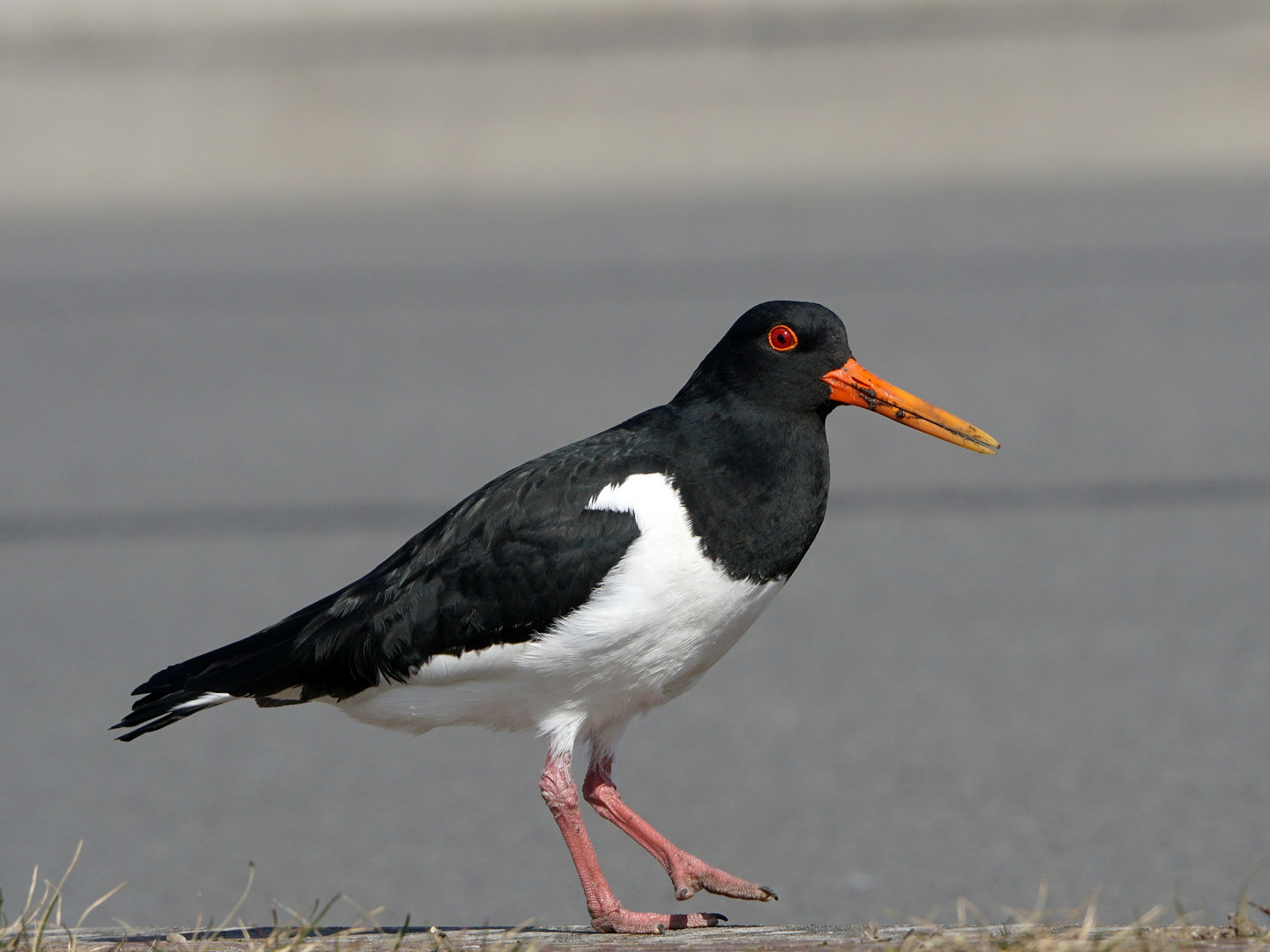 Muntere Vögel...