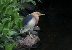 Munterer kleiner Geselle