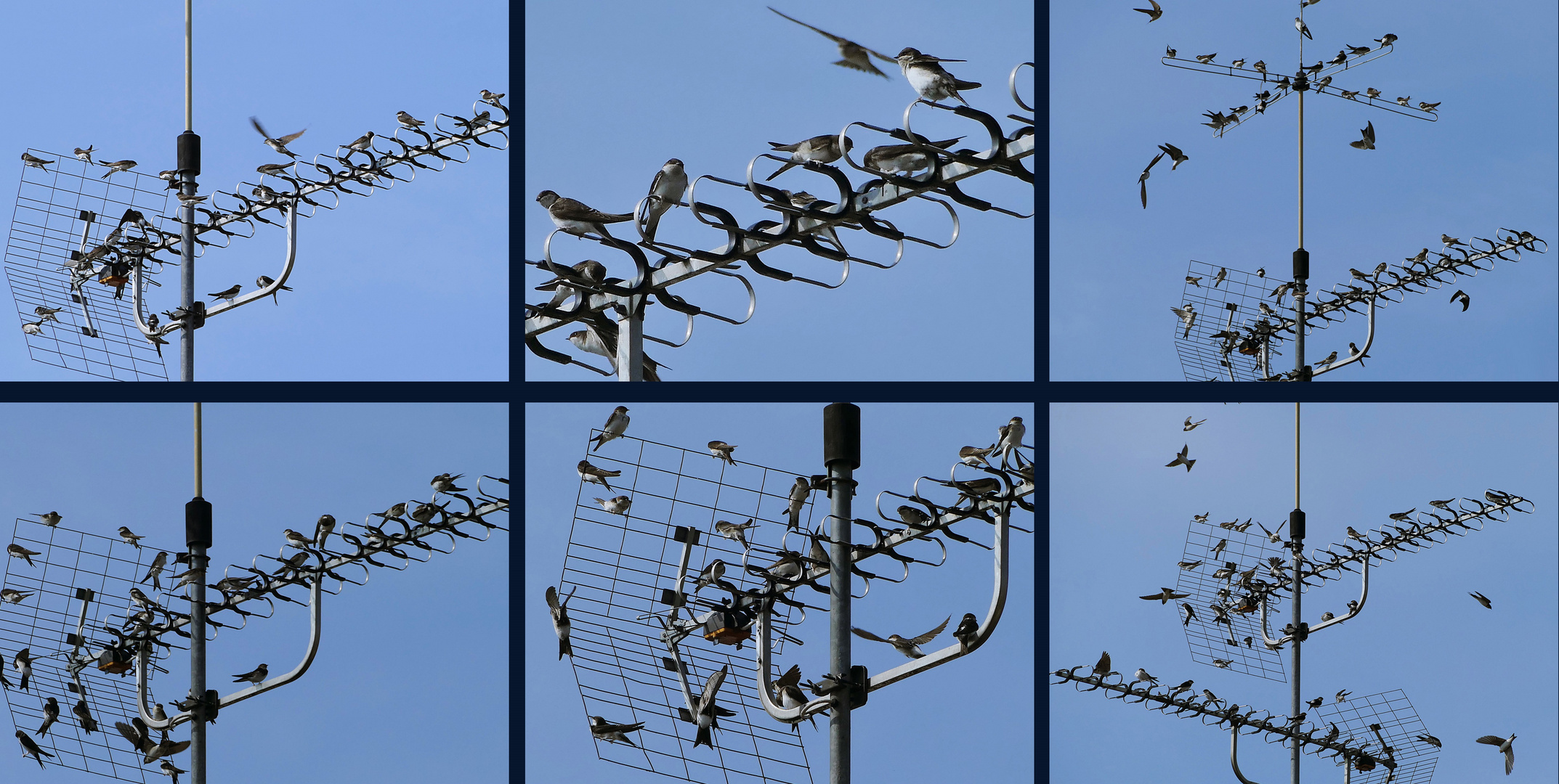 munteres Schwalbentreiben auf der Antenne