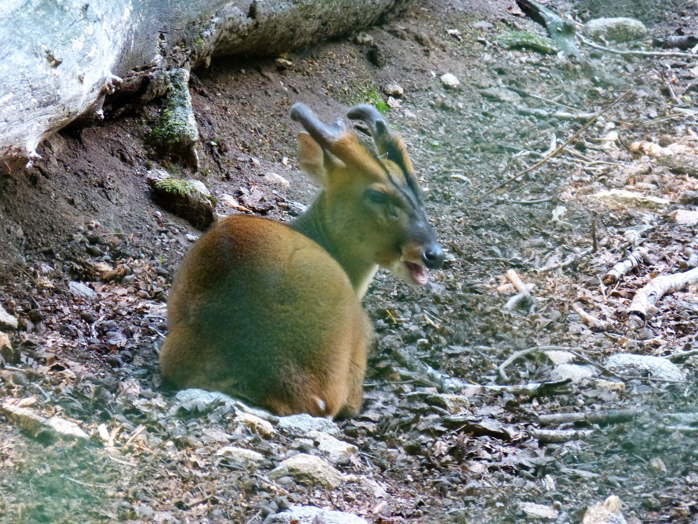 Muntjac de Reeves