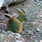 Muntjac de Reeves