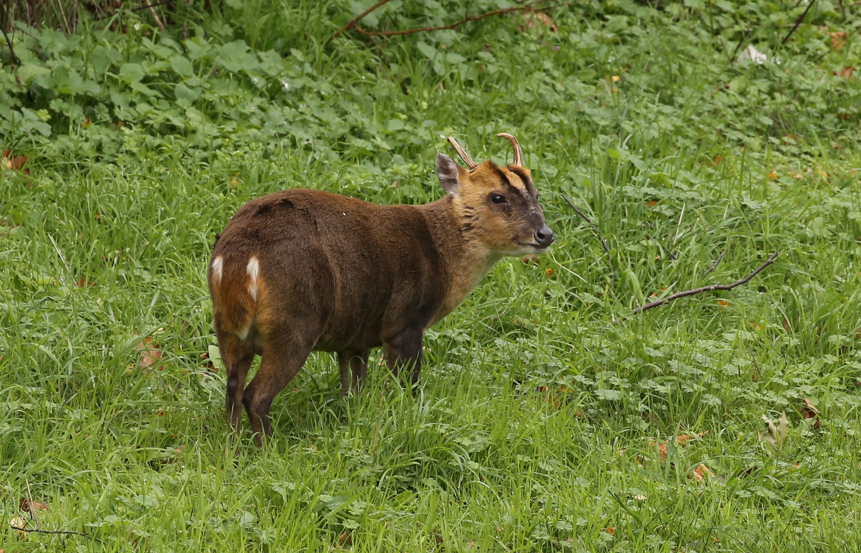 Muntjac Deer