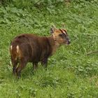 Muntjac Deer