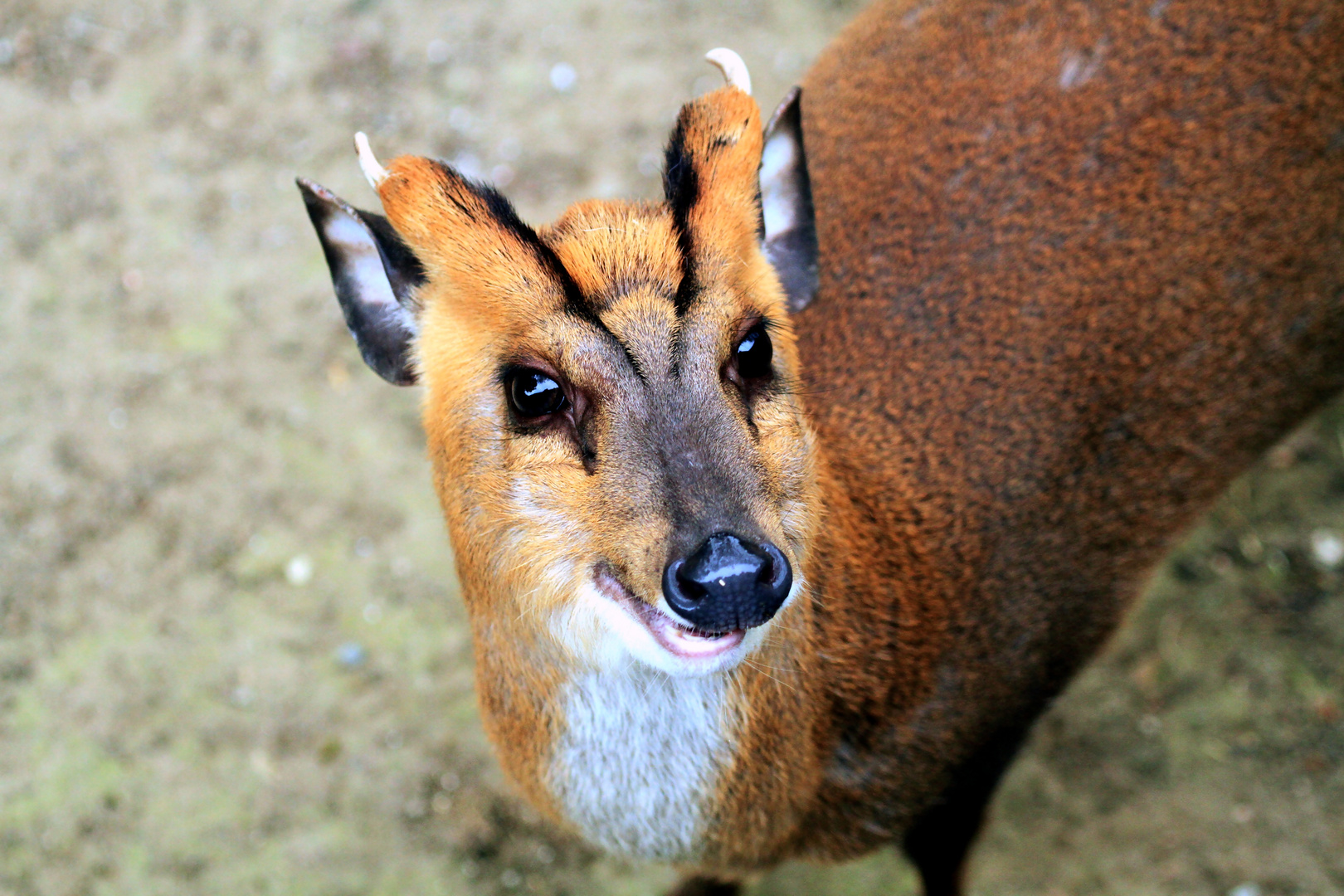 Muntjak Foto & Bild natur, zoo,