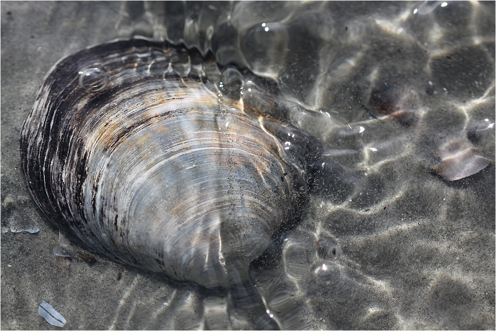 Mupfel 74 Foto &amp; Bild | landschaft, meer &amp; strand, muscheln Bilder auf ...