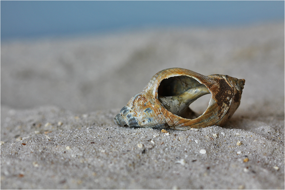 Mupfel (92) Foto &amp; Bild | landschaft, meer &amp; strand, muscheln Bilder ...