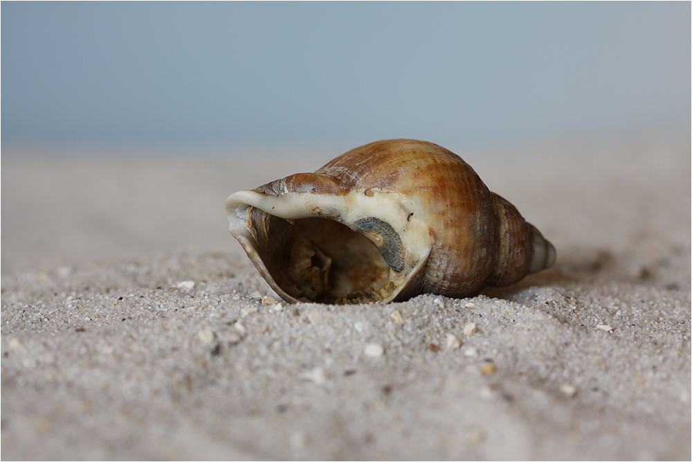 Mupfel (93) Foto &amp; Bild | landschaft, meer &amp; strand, muscheln Bilder ...