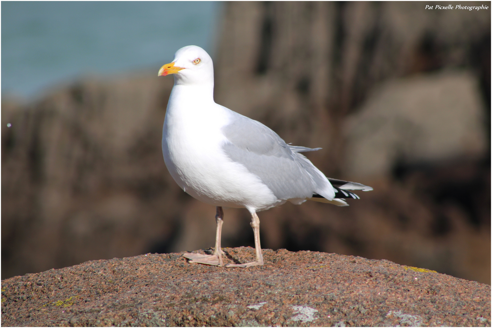 MUPPET la mouette