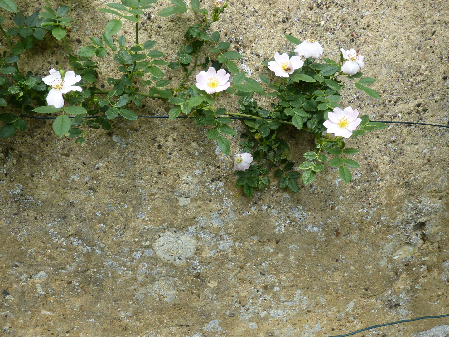 MUR ET FLEURS DE POMMIER SAUVAGE 