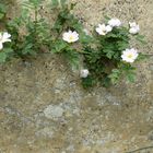 MUR ET FLEURS DE POMMIER SAUVAGE 