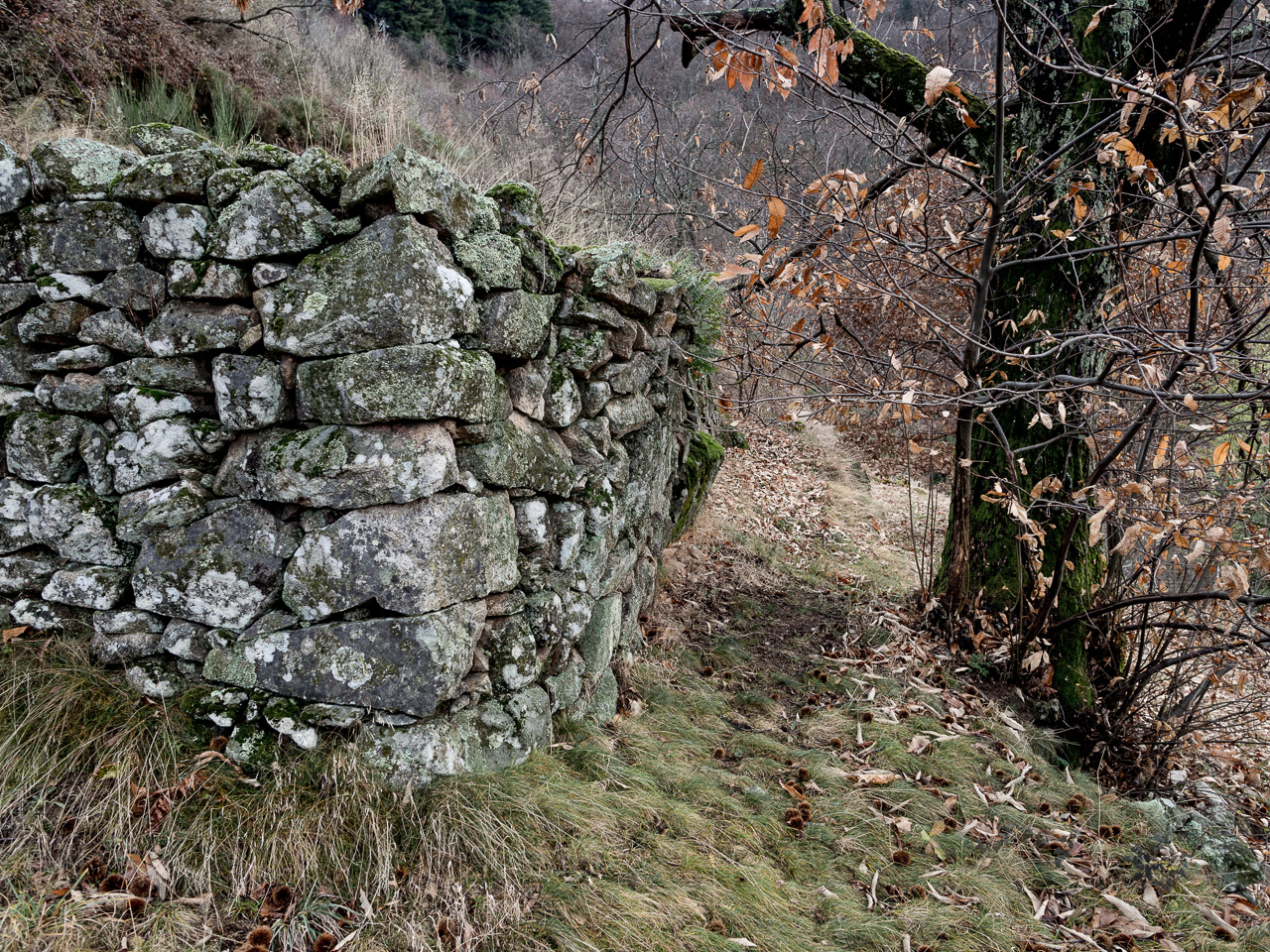 mur ventru, bientôt tombera