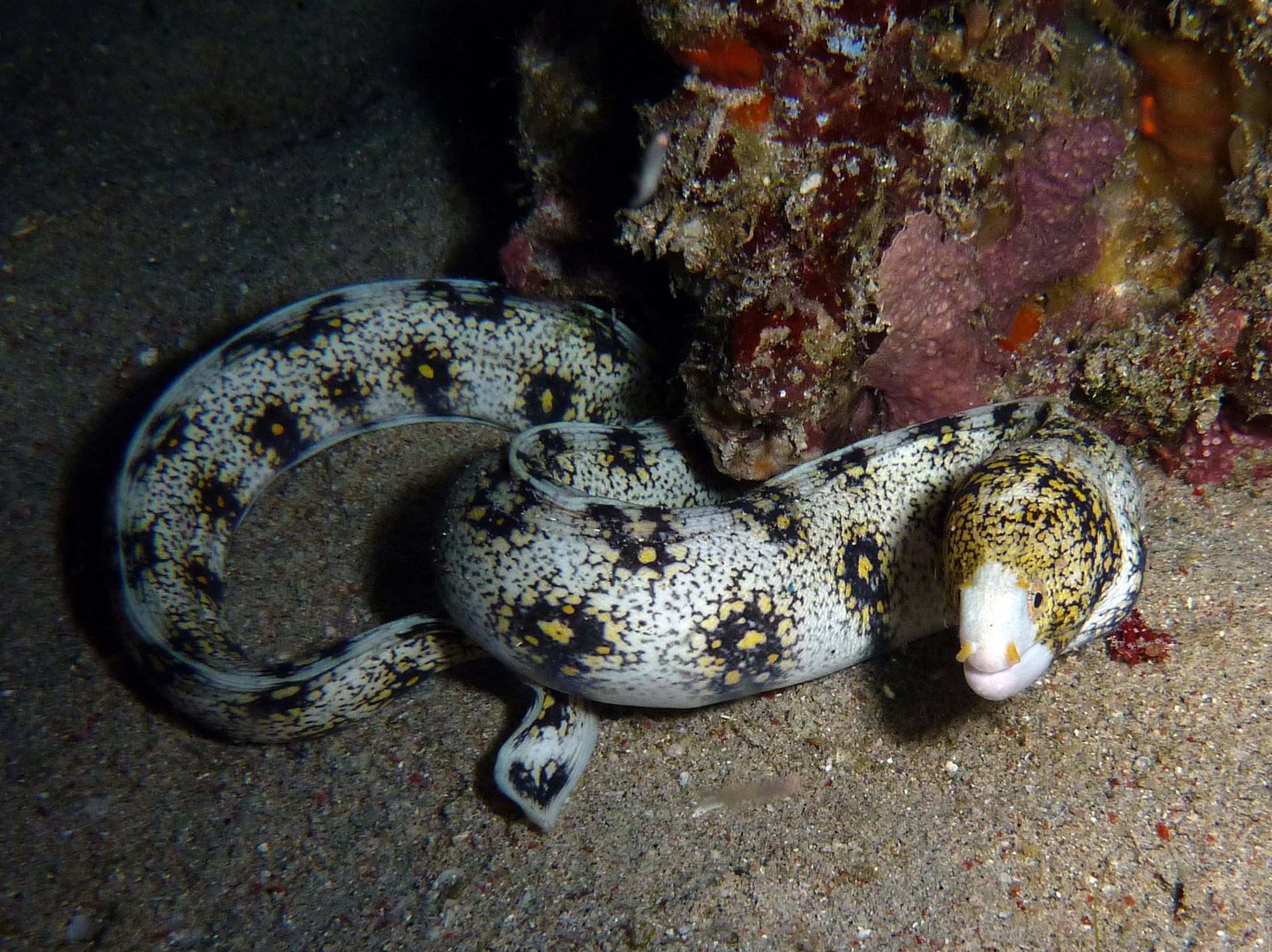 Muräne Foto & Bild unterwasser, uwsalzwasser, naturkreativ Bilder