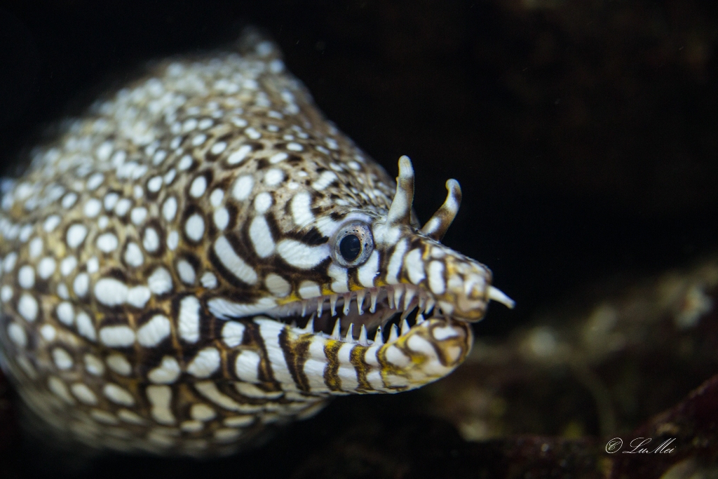 Muräne aus dem ZOO Aquarium Berlin