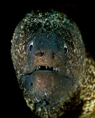 Muräne hautnah auf Du und Du