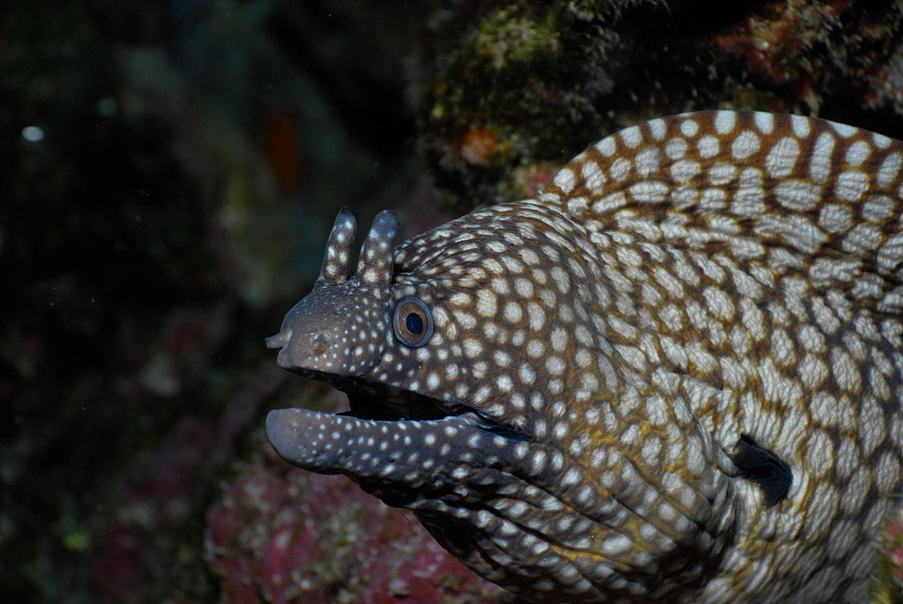 Muränen (Muraenidae)