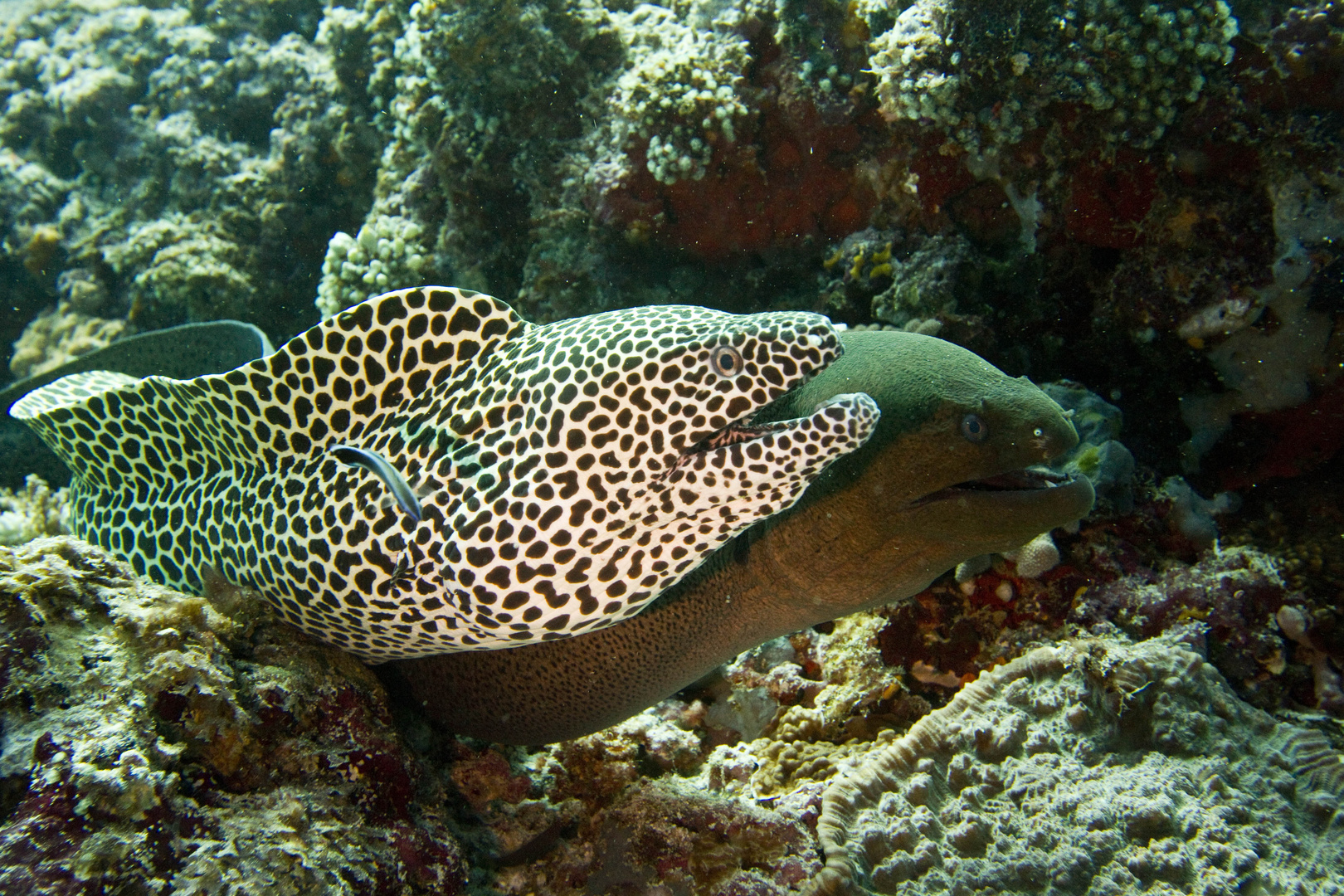 Muränen, Nord-Male-Atoll