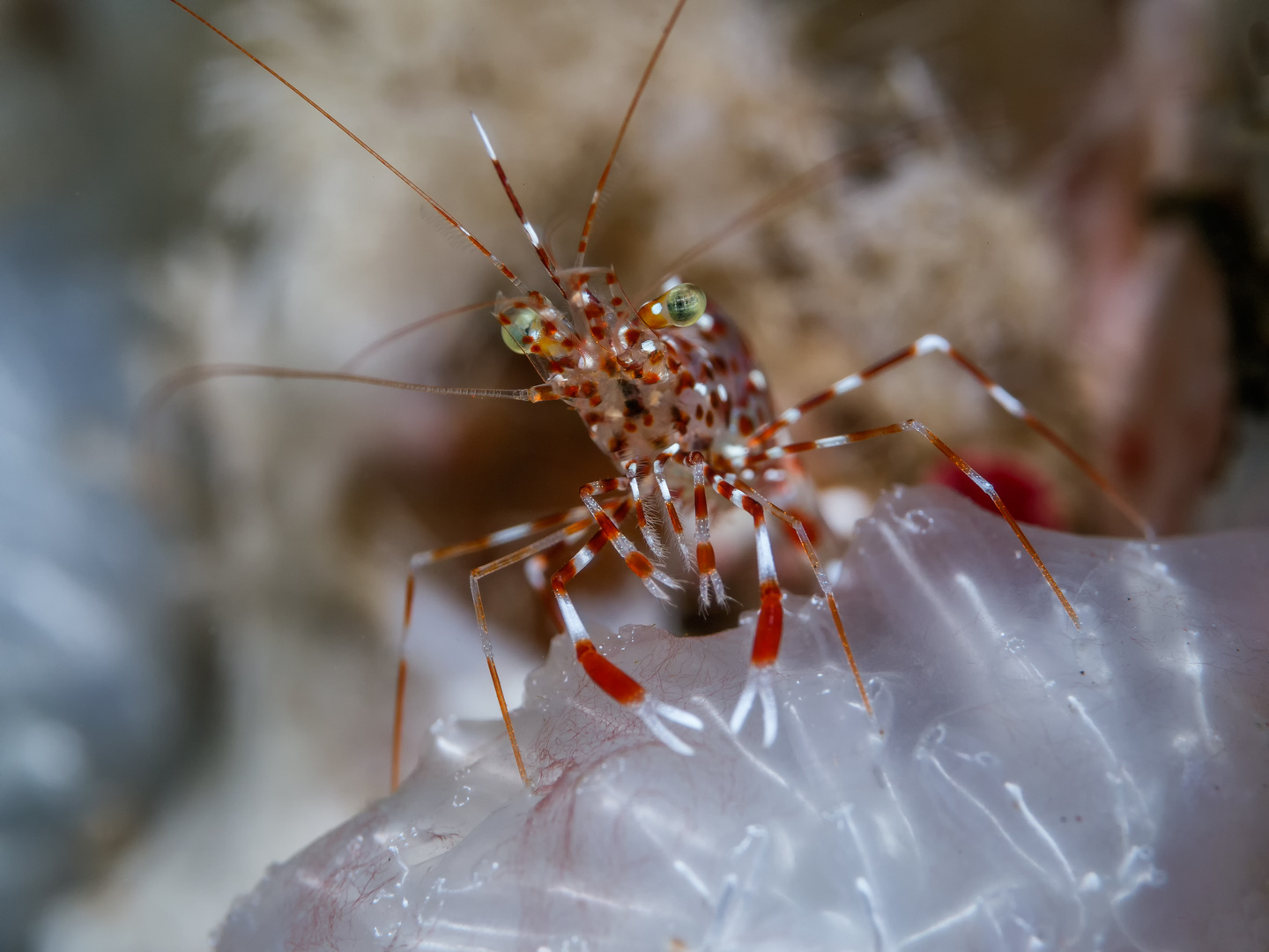 Muränengarnele Leandrites cyrtorhynchus Bali