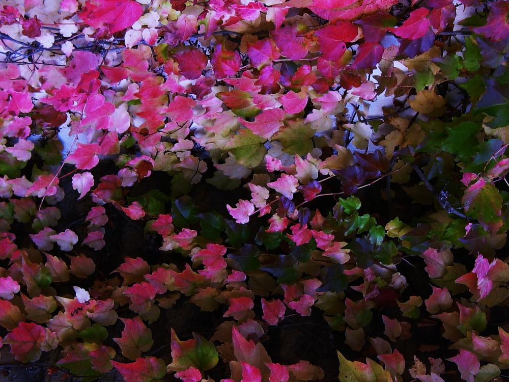 mural de otoño