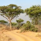 Murchison NP