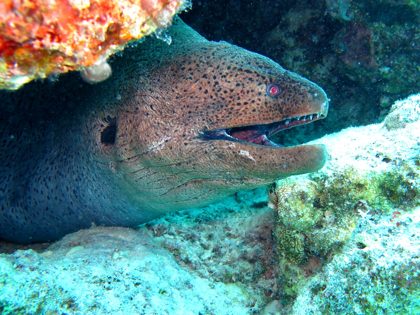 Murena Gigante Mar Rosso