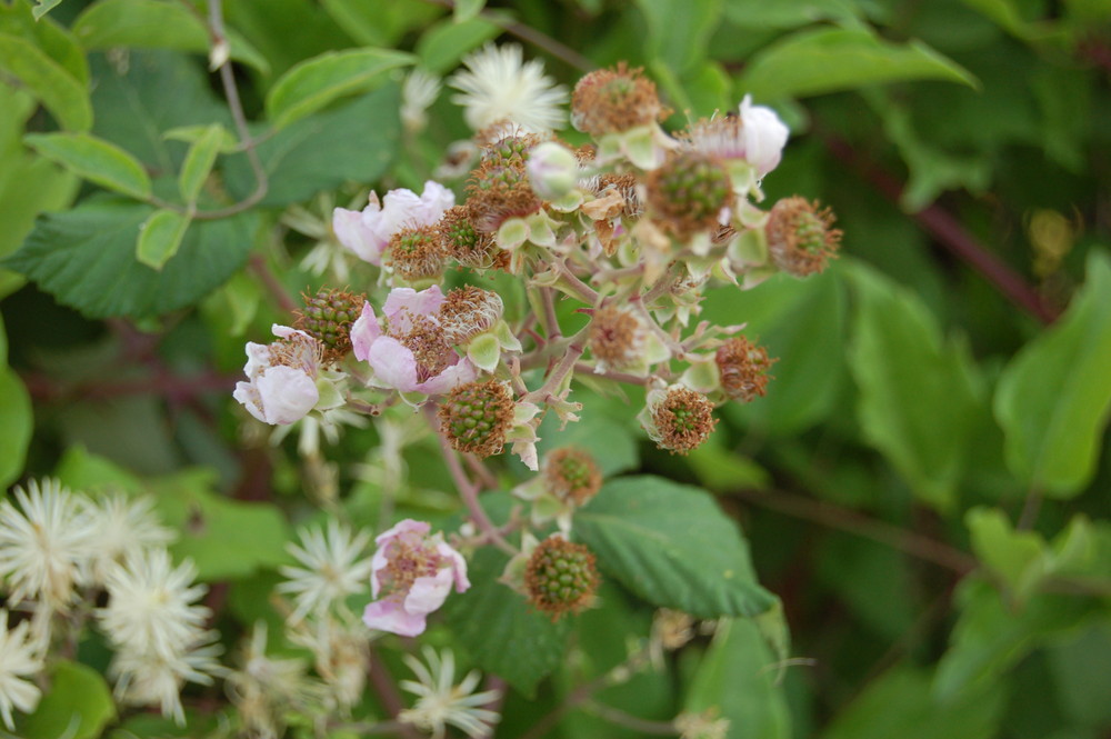 mures en fleurs