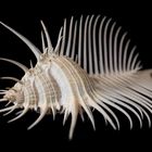 Murex pecten